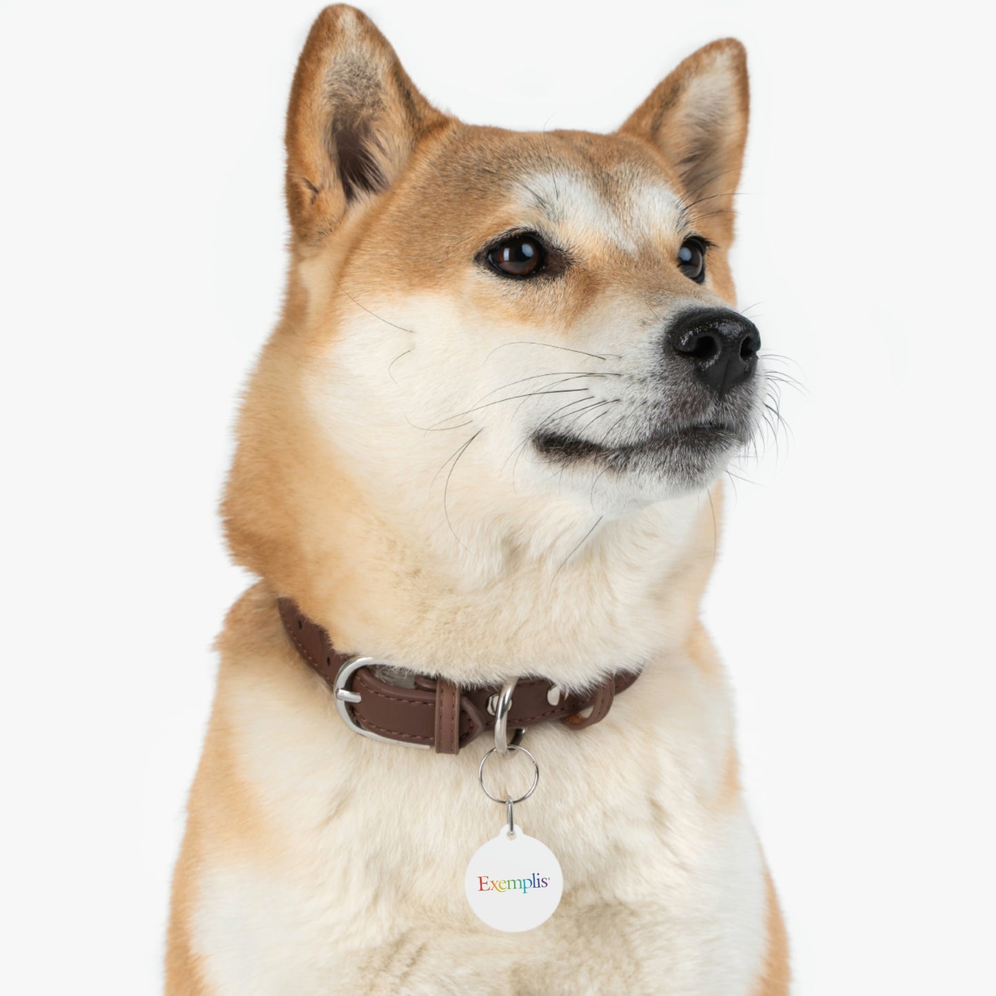 Pet Tag (Pride)